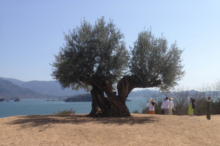 Pilemon Mukarno Olivebird_12